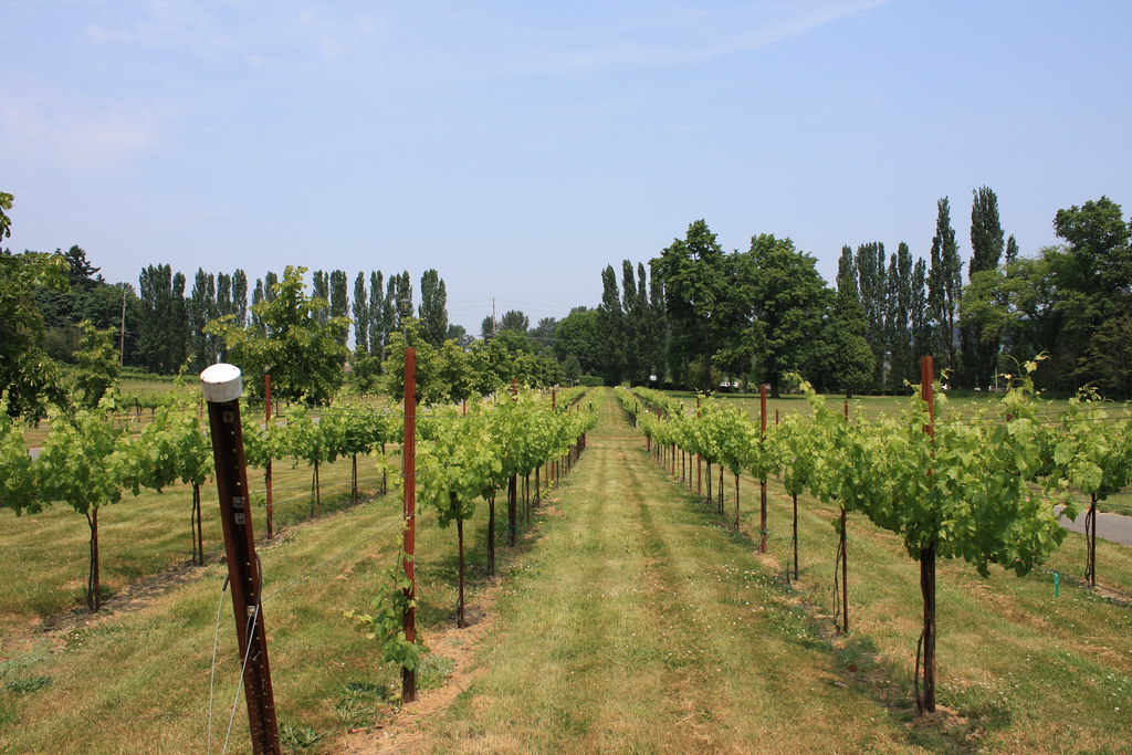 woodinville, seattle, winery, vineyard
