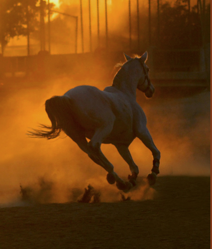 Horse running in bright late sunset low light | This was takâ€¦ | Flickr