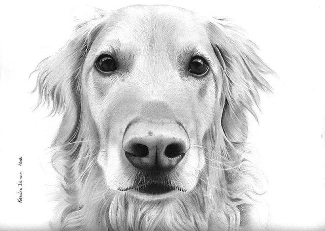 Golden Retriever I thought I was done with this drawing