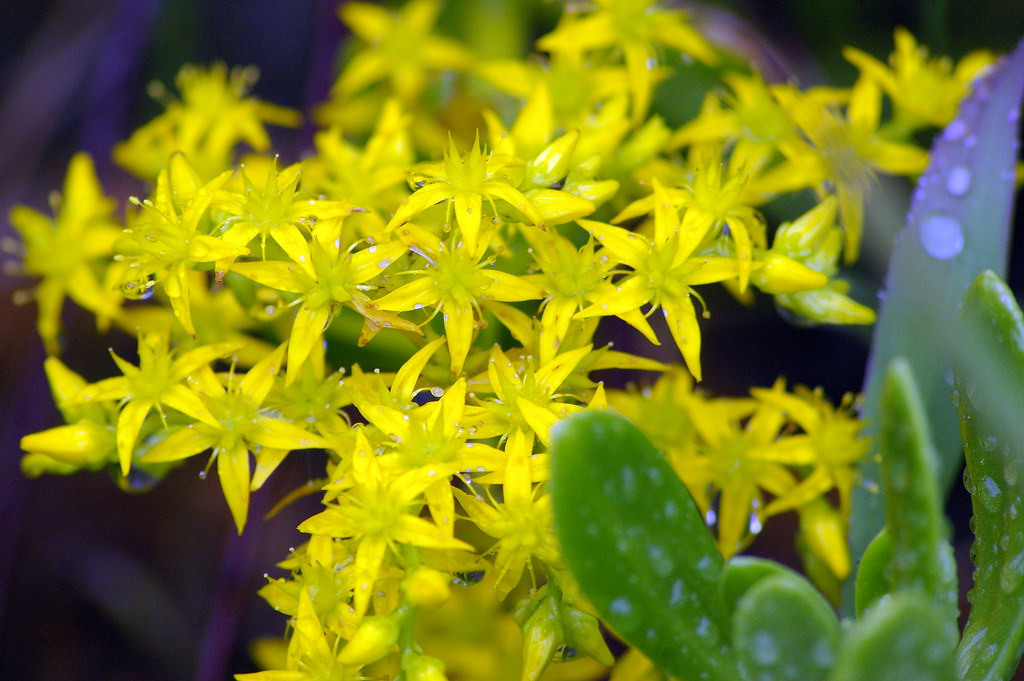 Yellow Star Flowers | Yellow flower on a succulent | tomraven | Flickr