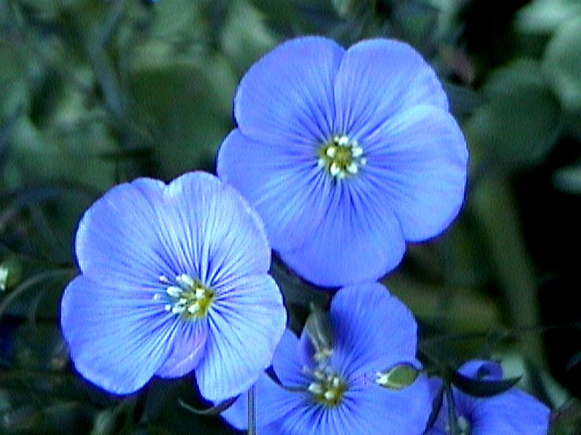 Pretty Blue Flowers  Sylvia Kitchen  Flickr-6947