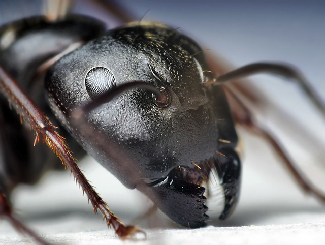 Head of a Black Carpenter Ant (Camponotus pennsylvanicus) | Flickr