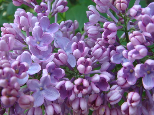 Lilac Times by Liam Maloney on Flickr under CC BY-SA 2.0