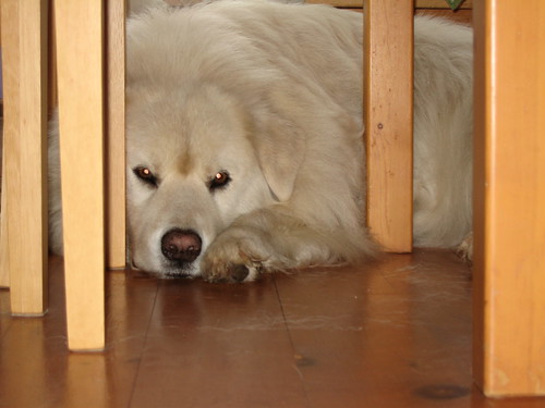 bored dog under the table on a rainy day | by ekpatterson