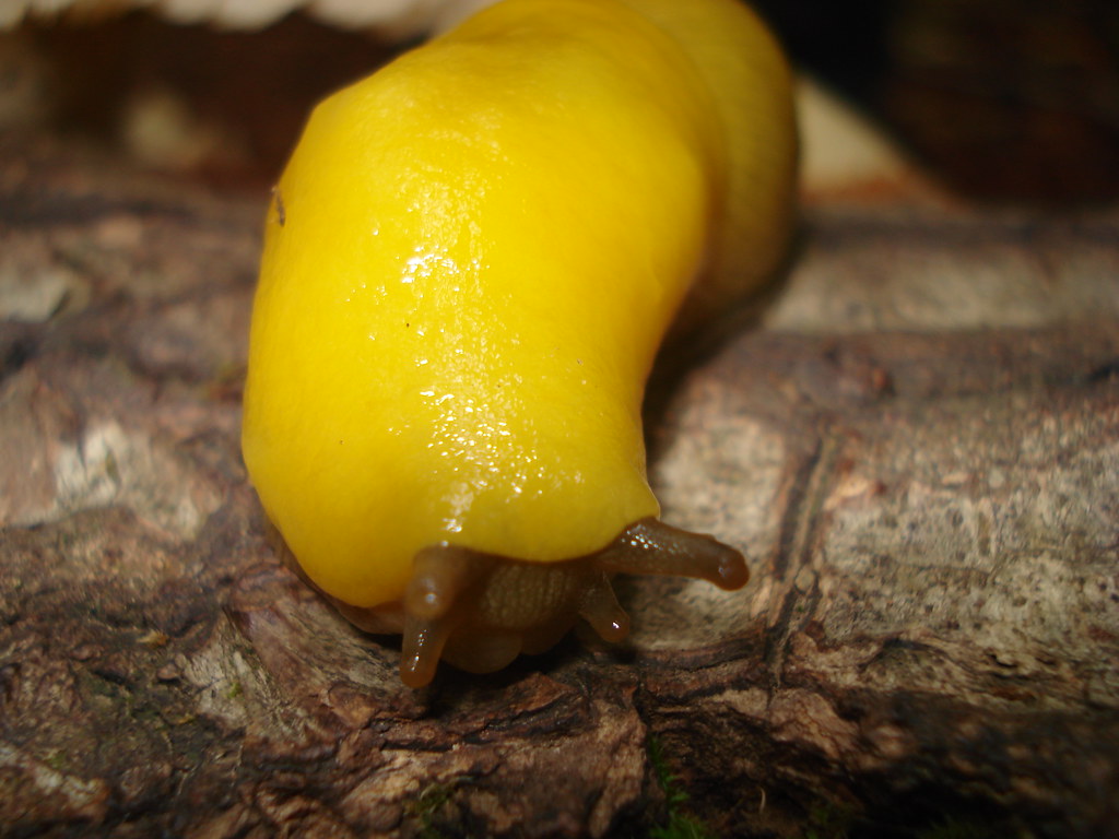 Cute | Banana slug, we're both happy to have not walked on y… | Flickr