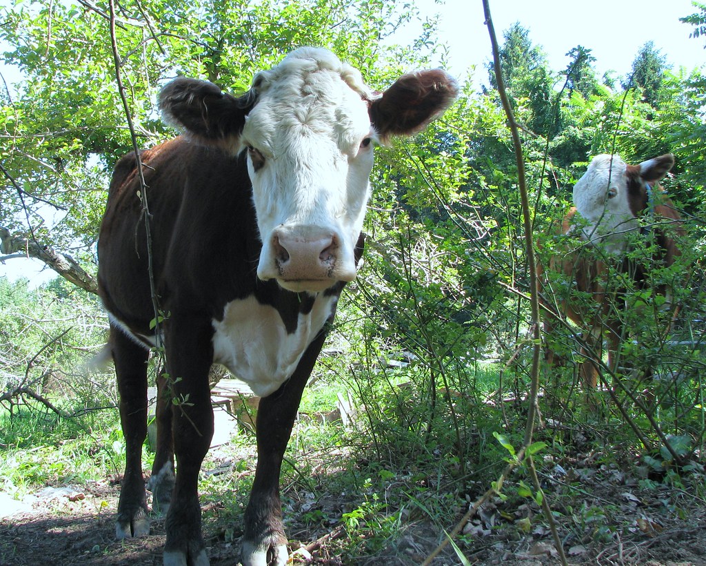 Can cows smell fear? | I think they can, because these gals … | Flickr