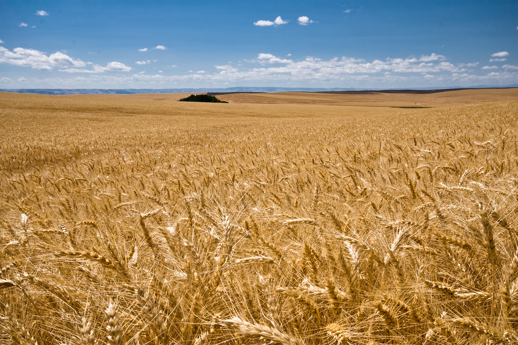 Oregon Wheat Fields (#14 of 25) | View Oregon Wheat Fields (… | Flickr