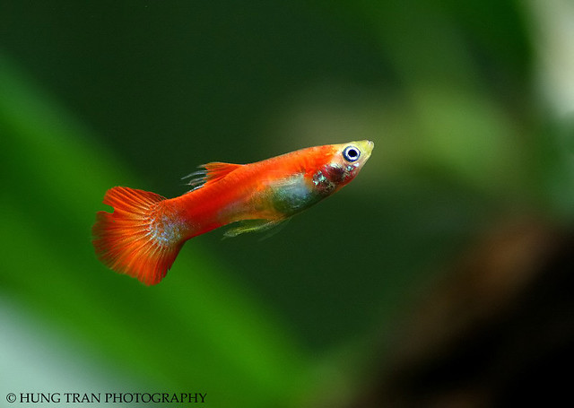 Red Orange Guppy Hung Tran Flickr