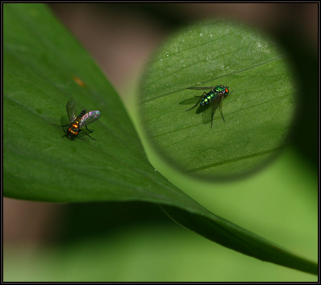 VERY Tiny Garden Flies Two Very Differently Colored Flies Flickr   2561643077 Ed13b4c12b B 