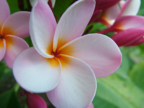 Guam flowers | Flickr - Photo Sharing!