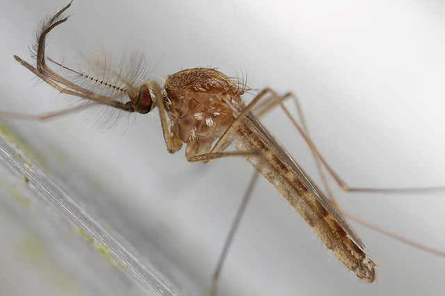Male mosquito