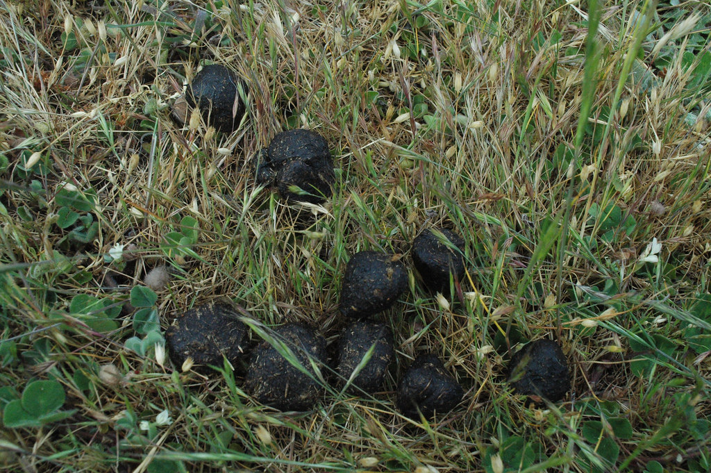 Kangaroo Poop | I just had to. | roy dieckman | Flickr