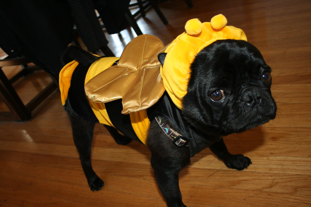 Image result for bee pug