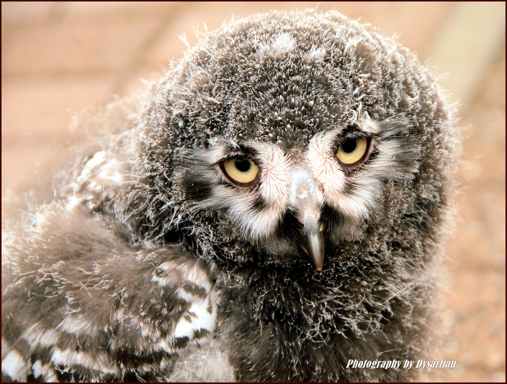 Snowy Owl Baby | Oh no! Not another cute baby Snowy Owl ...