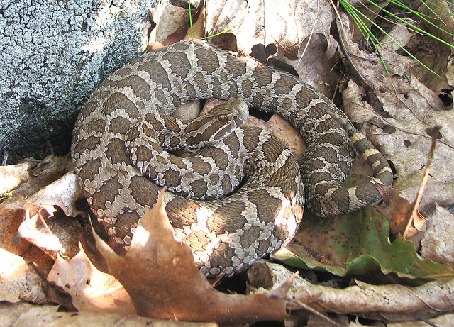 A massasauga in a defensive pose in dry leaves.