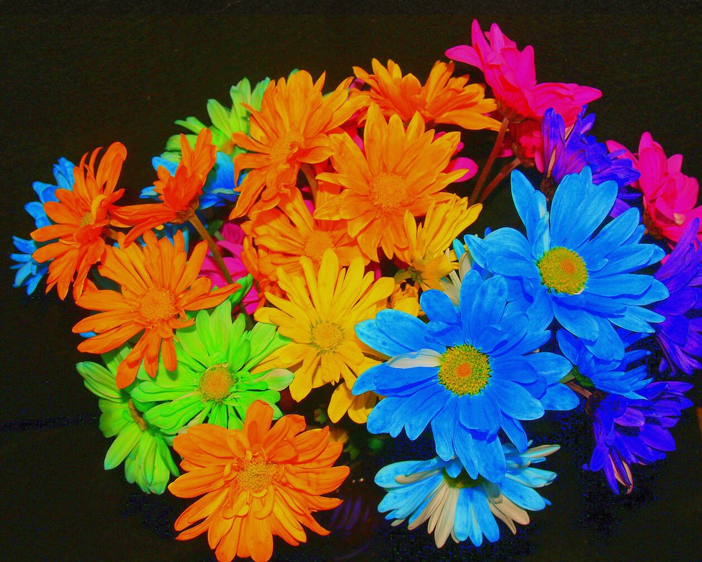 Crazy Daisies I Love The Dyed Daisies Saw These In The Gr Flickr