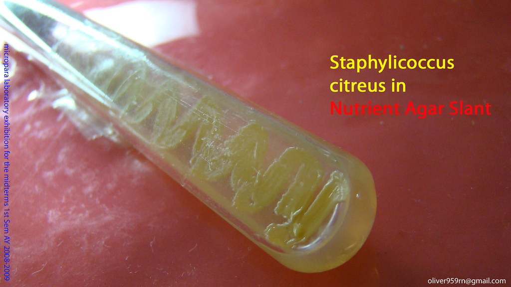 Staphylococcus Epidermidis On Nutrient Agar