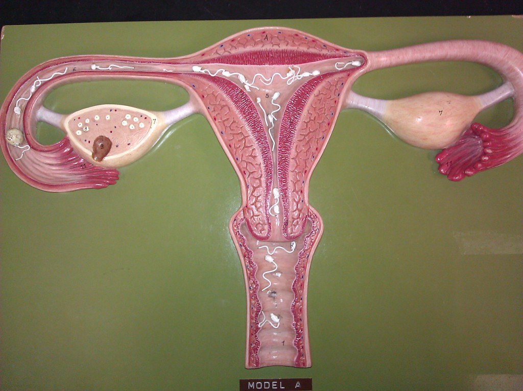 Sperm in uterus video