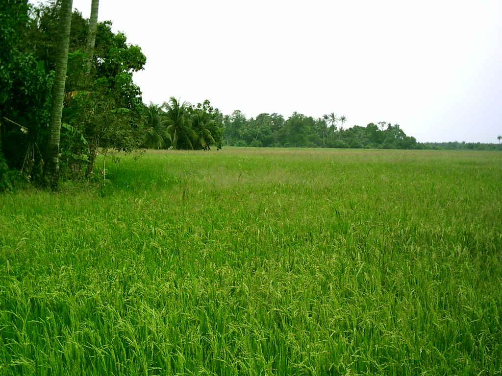  sawah padi picture in kedah hishamuddin mohamad noor 