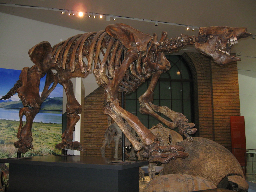 Giant ground sloth skeleton | In the Gallery of the Age of ...

