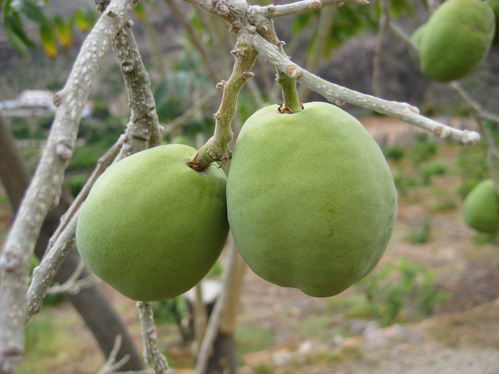 Casimiroa edulis - Zapote blanco 2 | Gran Canaria, May 2008.… | Flickr