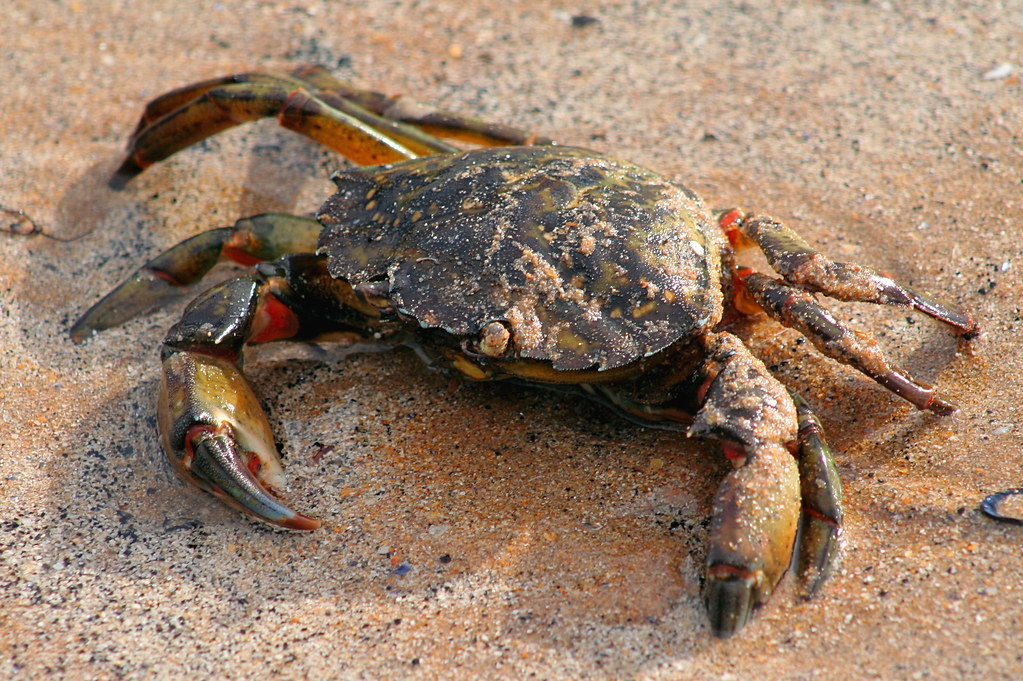 le crabe