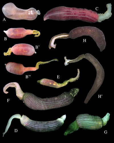 Eastern Pacific echiurans or spoon worms