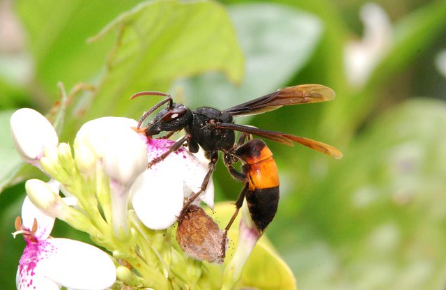 Black & Yellow Stripe Hornet | Serious stinger...! (Tebuan t… | Flickr