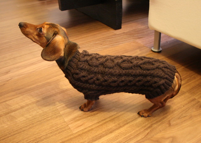 Just about to sneeze... Patrón 10243 Knitted dogcoat