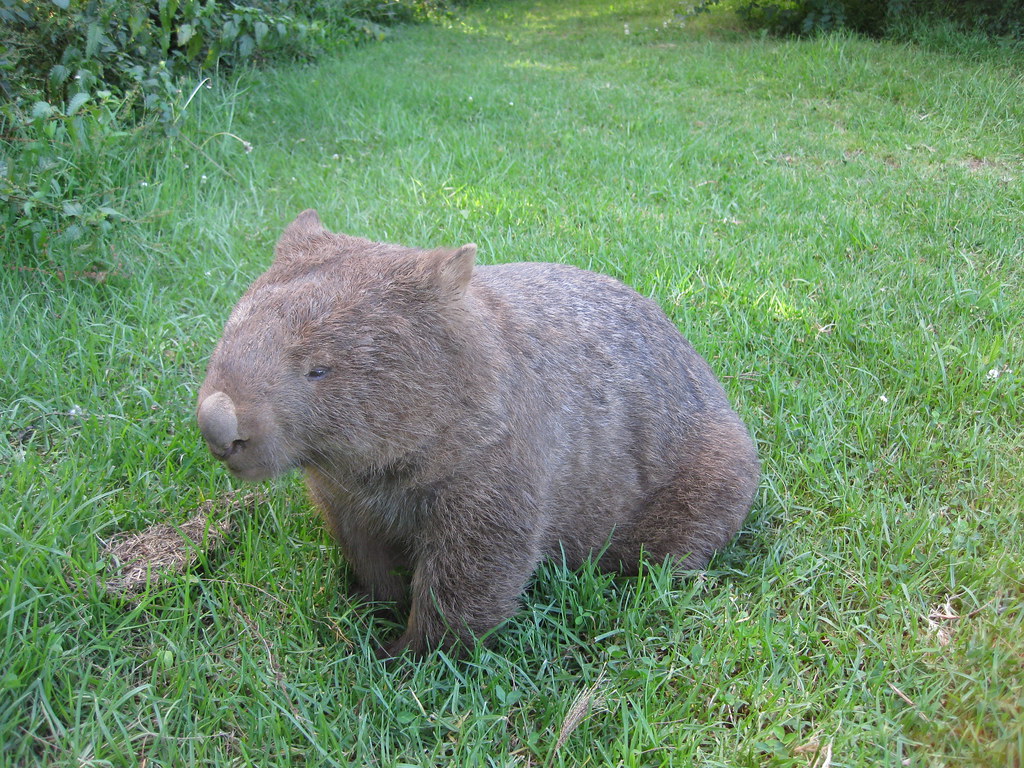 Wombat central | We wandered down to Bendeela Campground as \u2026 | Flickr