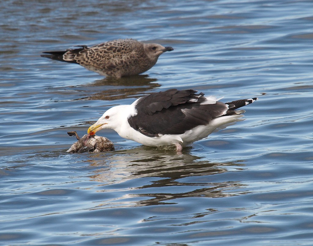 Great Black-backed Gull 11 (svartbakur) | Larus marinus. Eat… | Flickr