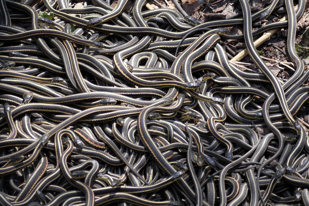 many many snakes | Mating season at the Narcisse Snake Dens … | Flickr