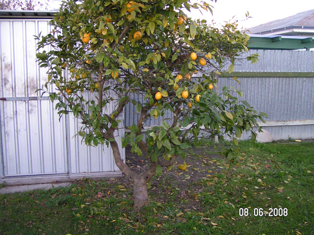 Nz pruning lemon trees