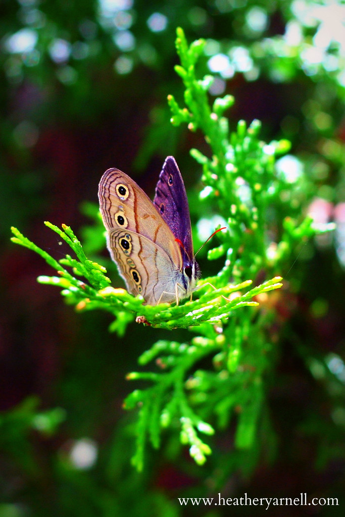 Little Wood Satyr Butterfly