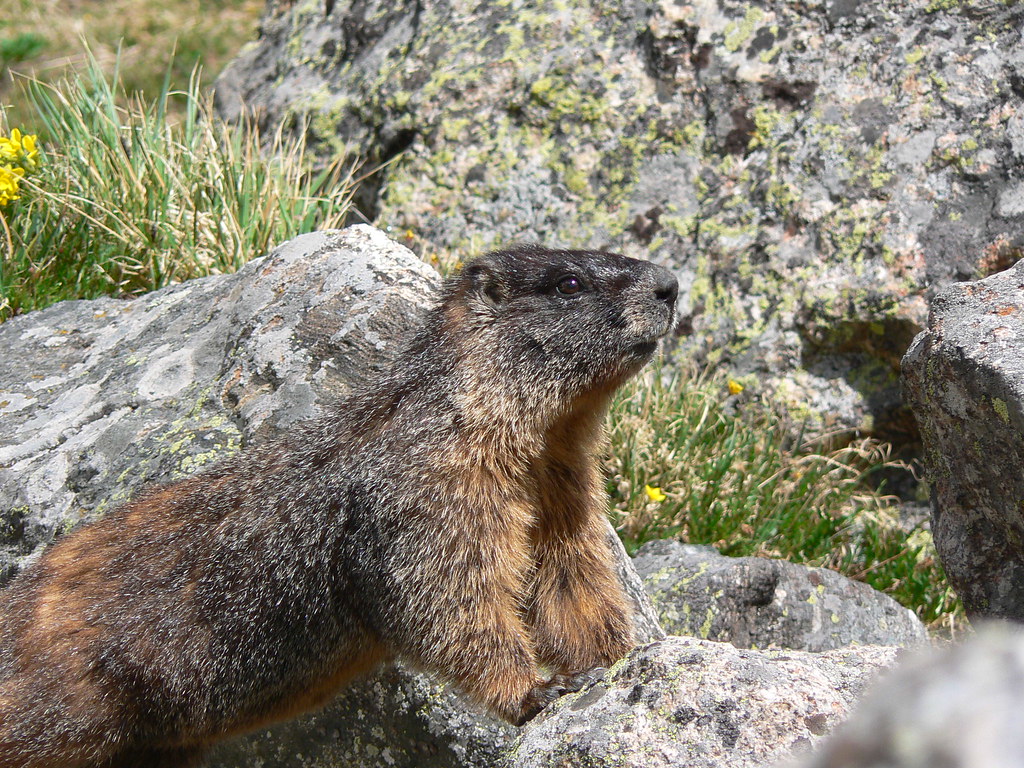 curious marmot | Jonathan Hover | Flickr