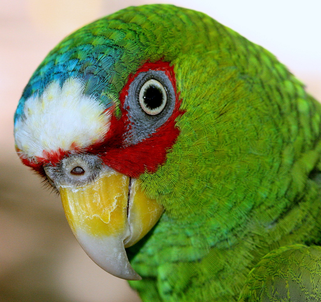 White Fronted Amazon Parrot | Roatan, Honduras | Vincent Parsons | Flickr