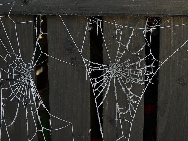 Icy Sculptures: #8 Icy Spider Artwork | This photo was taken… | Flickr