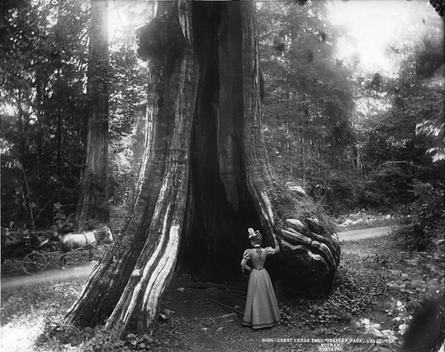 Great cedar tree, Stanley Park, Vancouver, BC, 1897