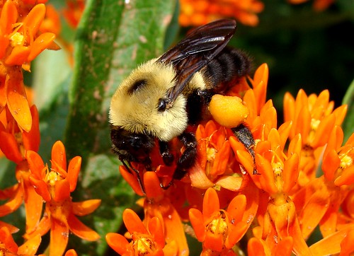 A bumblebee is seen feeding on a flower and gathering pollen for its baskets. 