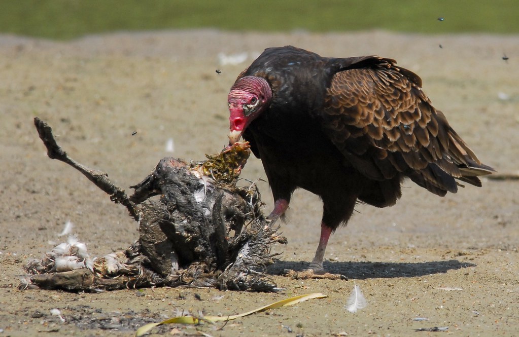 turkey-vulture-eating-thankfully-there-was-enough-sun-so-m-flickr