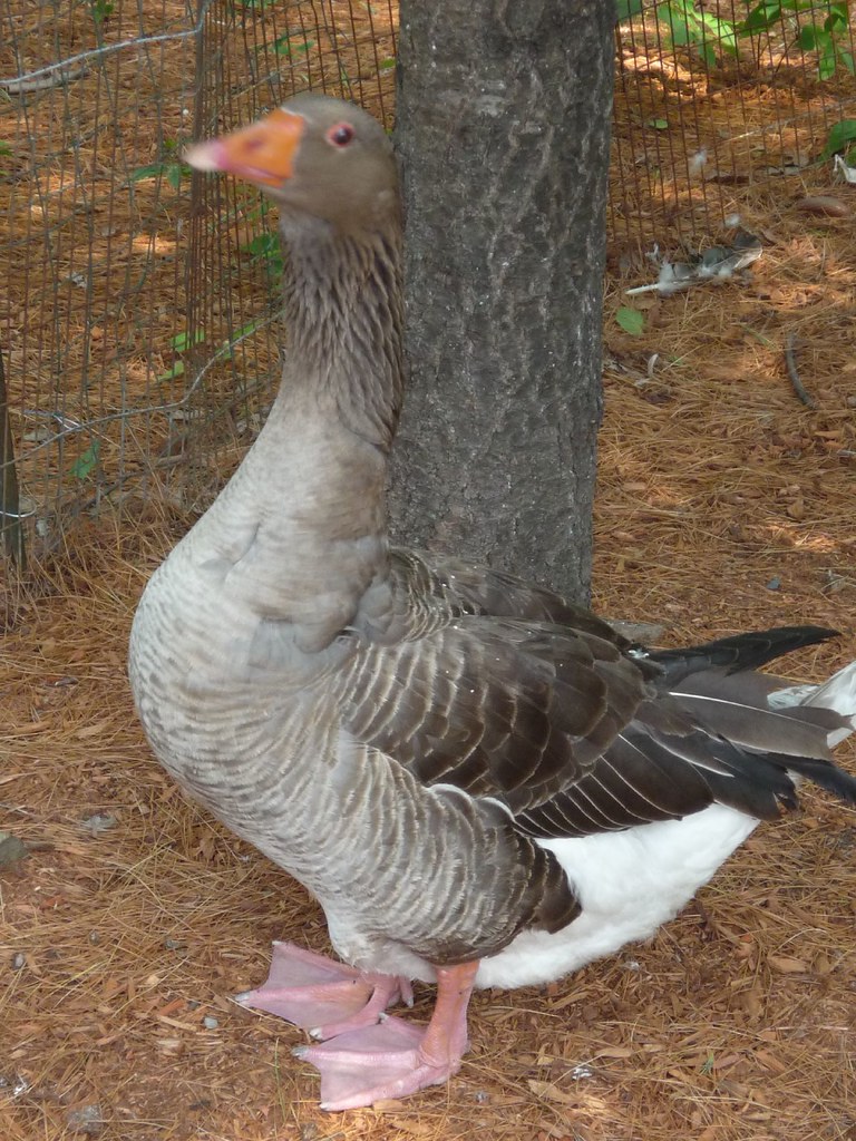 Goose Penis 52