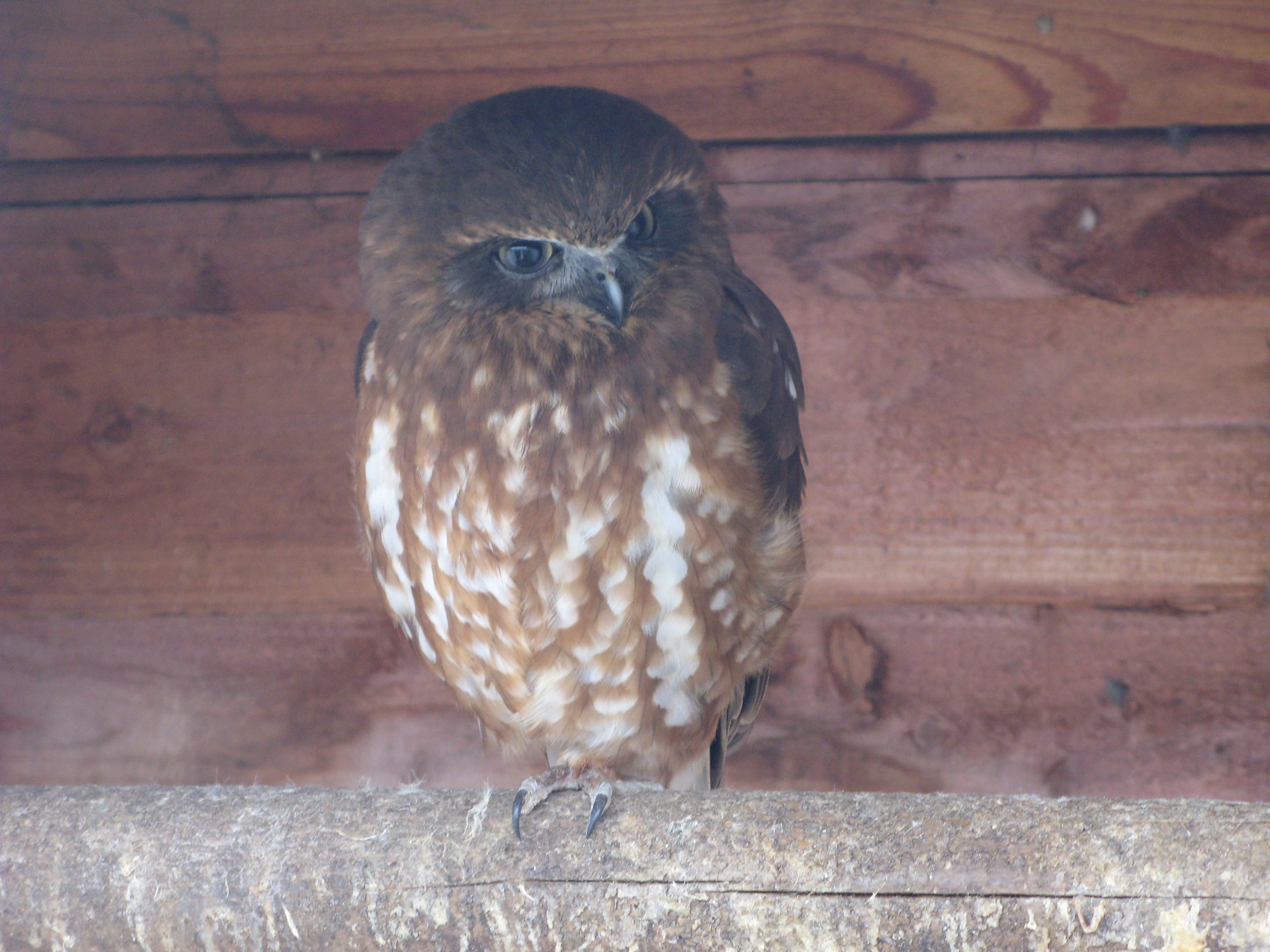 New Zealand Boobook Owl