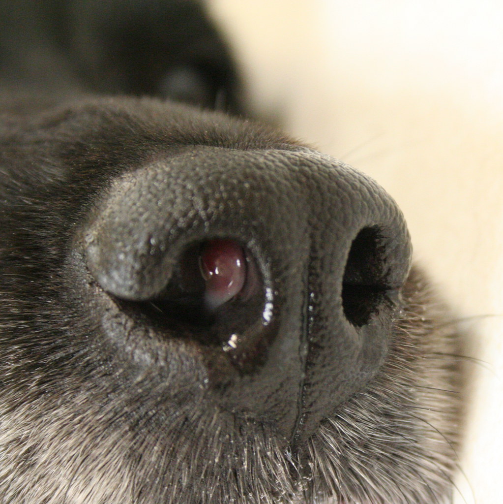 Nasal Tumor | Dog had been snorting for some time, losing we… | Flickr