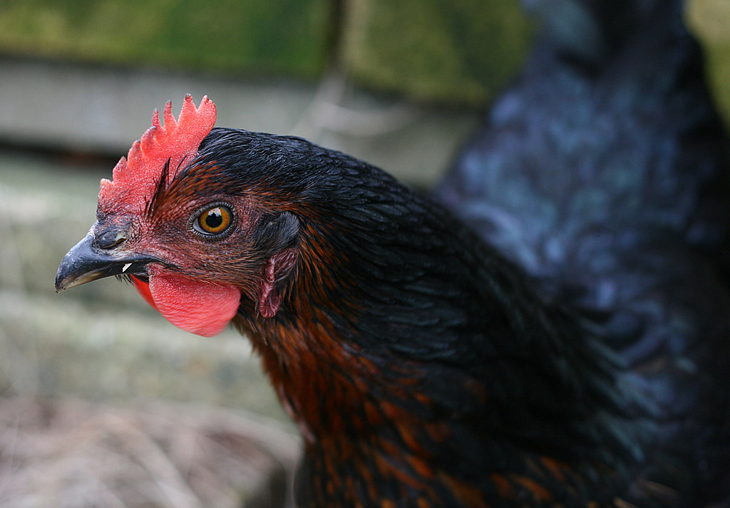 Black Rock Chicken | One of our Black Rock chickens has star… | Flickr
