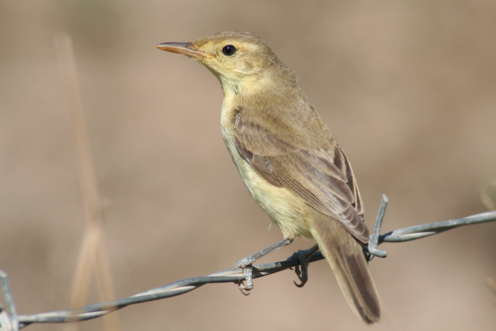 Hippolais polyglotta - Felosa poliglota/Melodious Warbler | Flickr