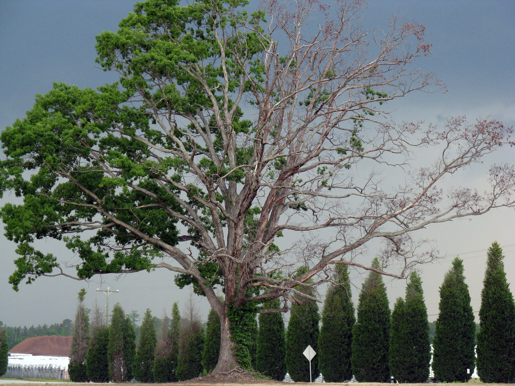 The tree of good and evil The tree (and the storm behind i… Flickr
