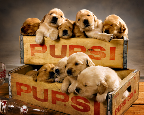 pupsi dog