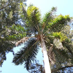 y 64 4 log = PALM pindó QUEEN palmera (Syagrus Origina romanzoffiana) ~