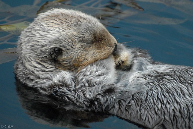 Sea otter's sleeping | Flickr - Photo Sharing!