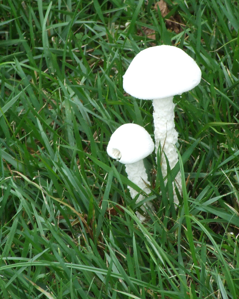 Destroying Angel | Common Lawn Mushrooms These might be ...